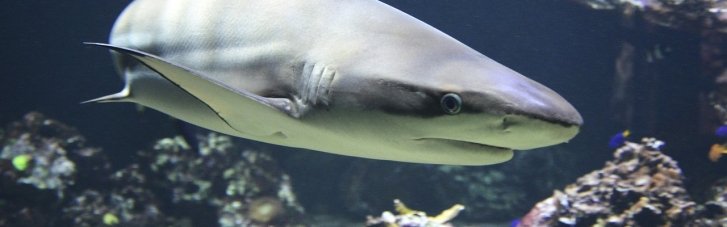 Сотні видів акул і скатів — під загрозою зникнення через б'юті-індустрію: в чому причина