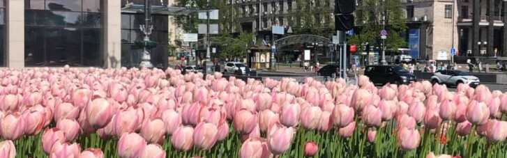На центральних площах Києва розквітли 100 тисяч тюльпанів, висаджені на честь героїв Небесної сотні (ФОТО)