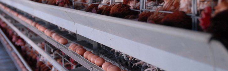 Ukrlandfarming Egg Farms Lose Over 5.5 Million Birds Due To War