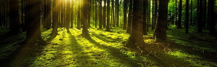 "Мільярд дерев Зеленського": Держлісагентство обіцяє висадити всі, поки є лише 6%
