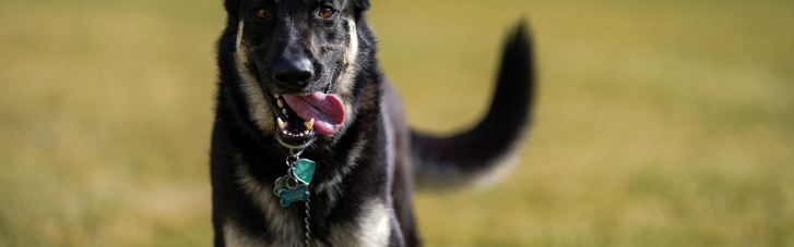 Собак Байдена, виселених через напад на охоронця, повернули в Білий дім (ФОТО)