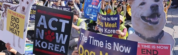 У Південній Кореї стало незаконним вживання собачого м'яса