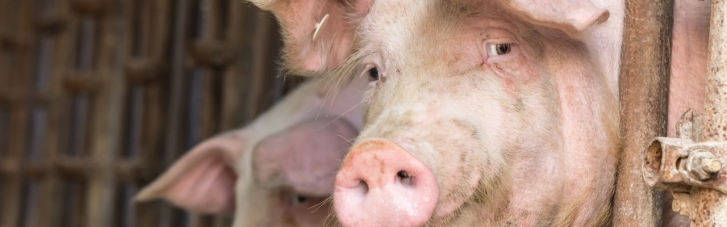 Под Киевом зафиксировали вспышку африканской чумы свиней