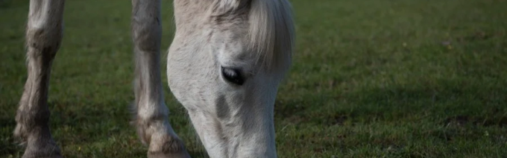 У Тернополі у мертвого поні виявили сибірську виразку