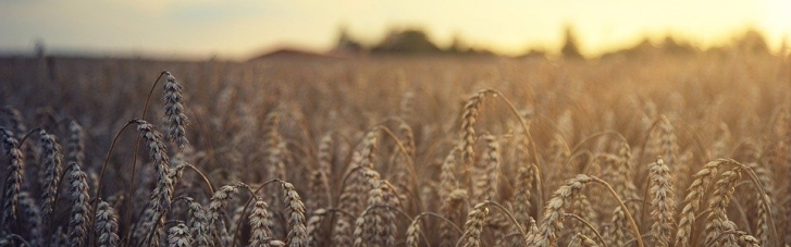 Правительство отменило лицензирование экспорта пшеницы