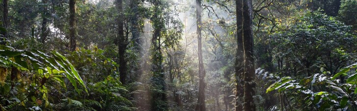 Лише третина тропічних лісів у світі залишилася недоторканою, — звіт екологів