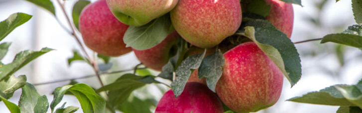 Україна нарощує експорт яблук: в "Садах Дніпра" зібралися імпортери і садівники