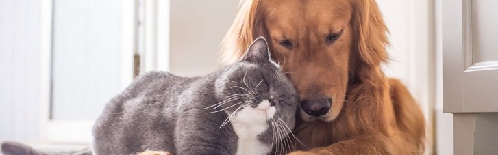 Харчова алергія у котів та собак: які збудники і що робити