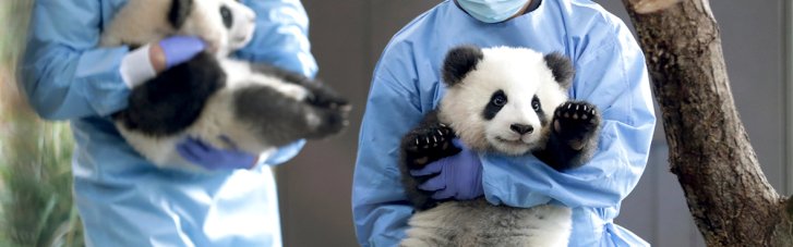 Не геополітика, а зоопарк: Китай вирішив забрати всіх панд із США