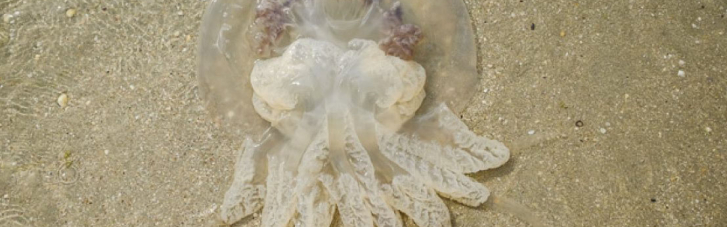 Нашестя медуз в Азовському морі: у Запорізькій ОГА не вірять, що проблема розв'яжеться найближчими роками