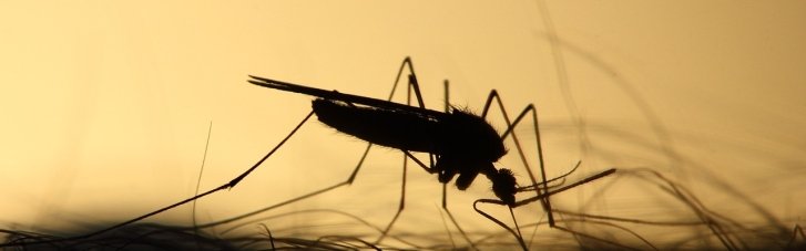 В Бразилии создали генетически модифицированных комаров: для чего они нужны