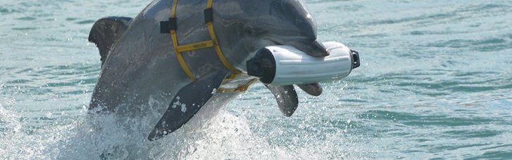 "Росія навчила тварин для ряду місій": розвідка Британії про бойових дельфінів у Севастополі