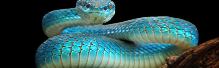 У змій є клітор: науковці здійснили сенсаційне відкриття