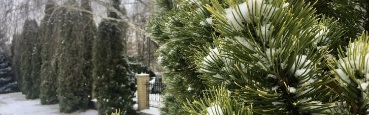 В Украине стартуют продажи новогодних елок: какие цены будут в этом году