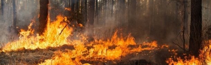 В Алжире жертвами лесных пожаров стали более 60 человек (ФОТО)