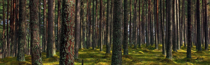 Дніпропетровська область закриває ліси для відвідувачів
