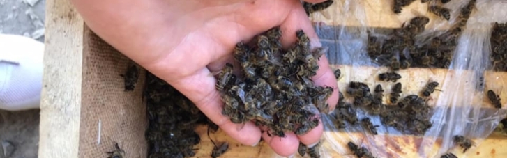 "Укрпошта" припинить перевезення бджіл після загибелі 8 млн особин під час доставки