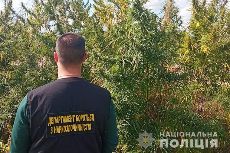 Нарковмісні рослини вирощували в полі у Бориспільському районі