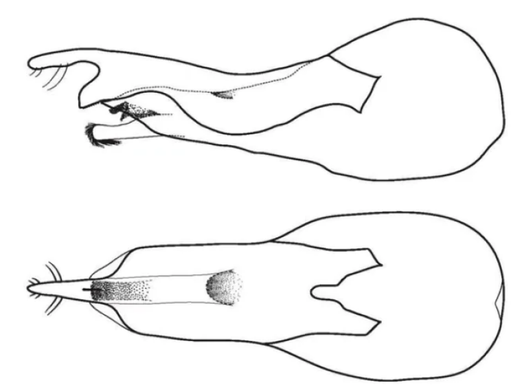 Так виглядає пеніс Loncovilius carlsbergi