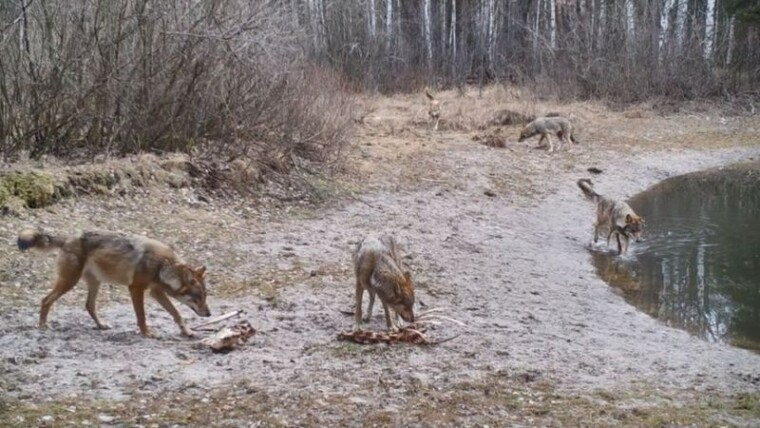 В Чернобыльской зоне стало больше хищников, ведь их пищевая база увеличилась в десятки раз