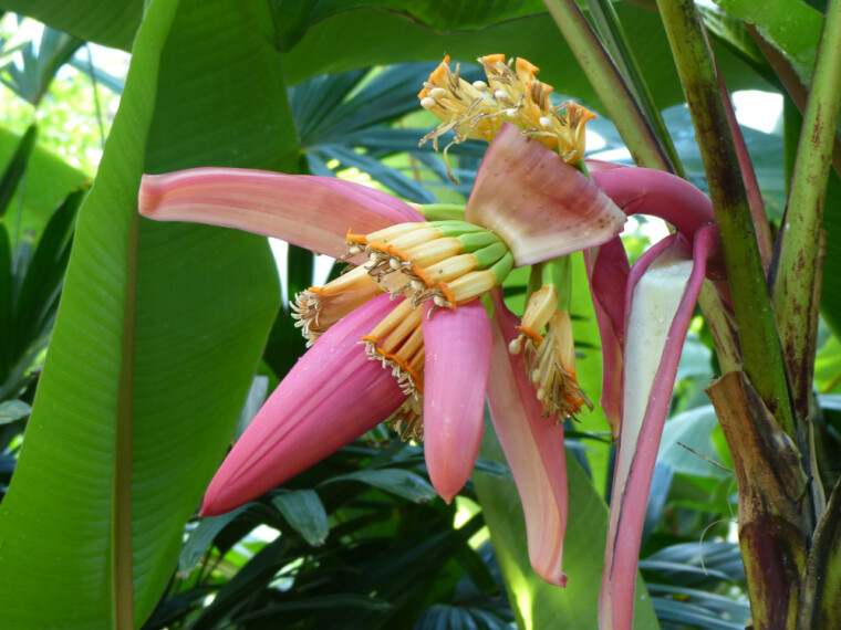 Так выглядит соцветие банана заостренного (лат. Musa acuminata), одного из предков общеизвестной сегодня культуры гибридных бананов