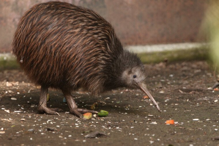 Птица киви, живой национальный символ Новой Зеландии, немного похожа на своего знаменитого "крестника" – киви-фрукт