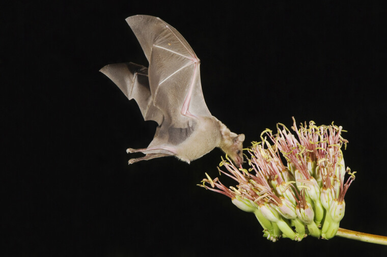 Летучая "мышь-колибри" Leptonycteris yerbabuenae над цветком агавы / Shutterstock