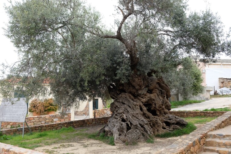Оливковое дерево-патриарх в Ано Вувес, Крит. Диаметр ствола — 3, 7 м