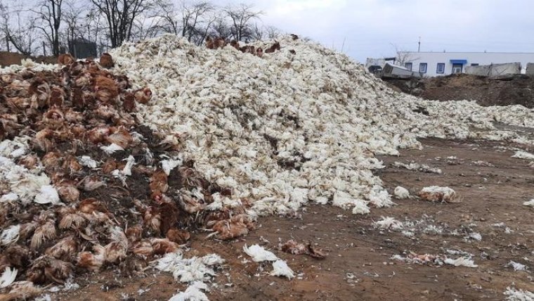 Померлих курчат із ферми треба буде поховати, щоб запобігти екологічним проблемам. Фото Андрія Чиркова