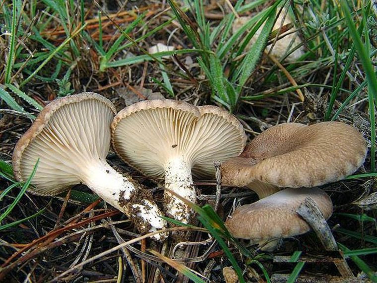 Підростаючи, степові білі гриби стають схожими не так на своїх лісових "тезок", як на неправильно забарвлені лисички.