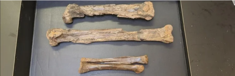 Кости динозавра, которые исследовал Кайл Аткинс-Велтман