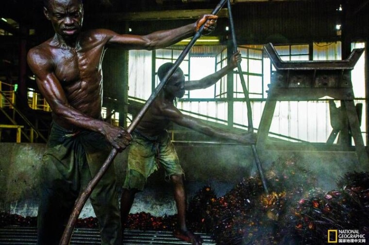 Так в Демократической Республике Конго выглядит первый этап промышленного производства пальмового масла, на котором пропаренные грозди пальмовых фруктов отправляют под пресс / National Geographic