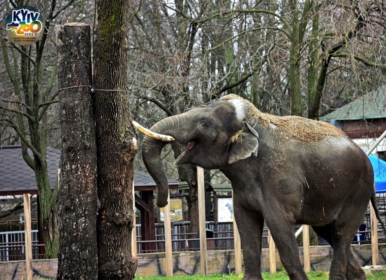 Когда слон Хорас слышит сирену воздушной тревоги, сам идет в свой домик. Фото: Facebook Kyiv Zoo