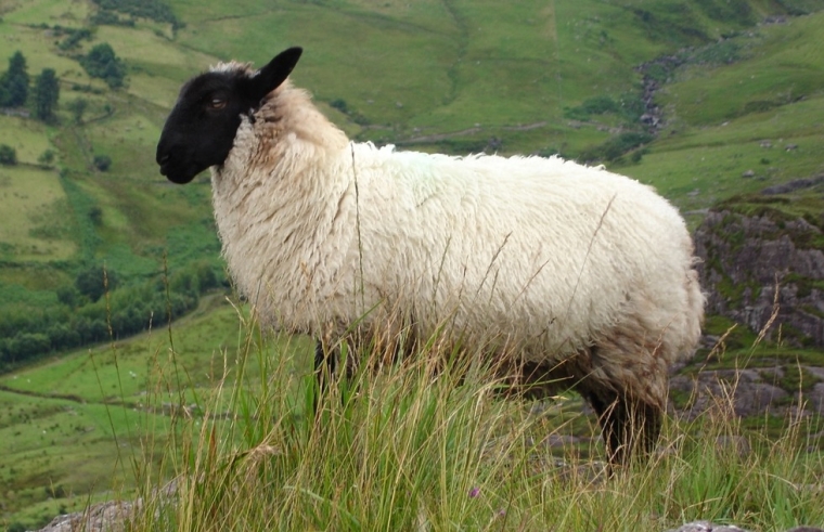 Чорноголова вівця