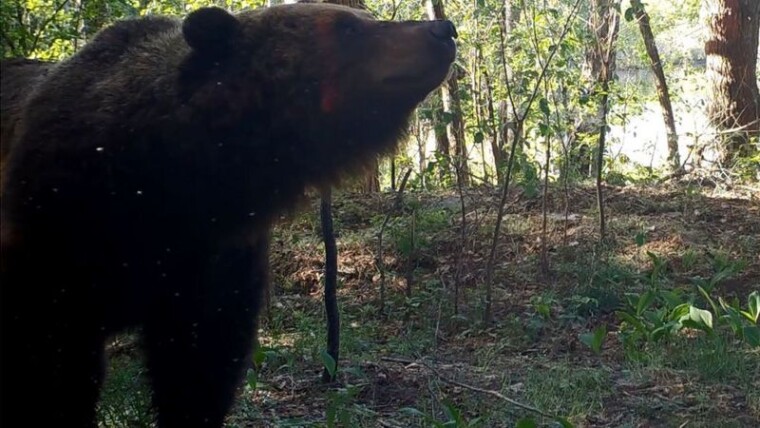 В Чернобыльскую зону вернулись медведи