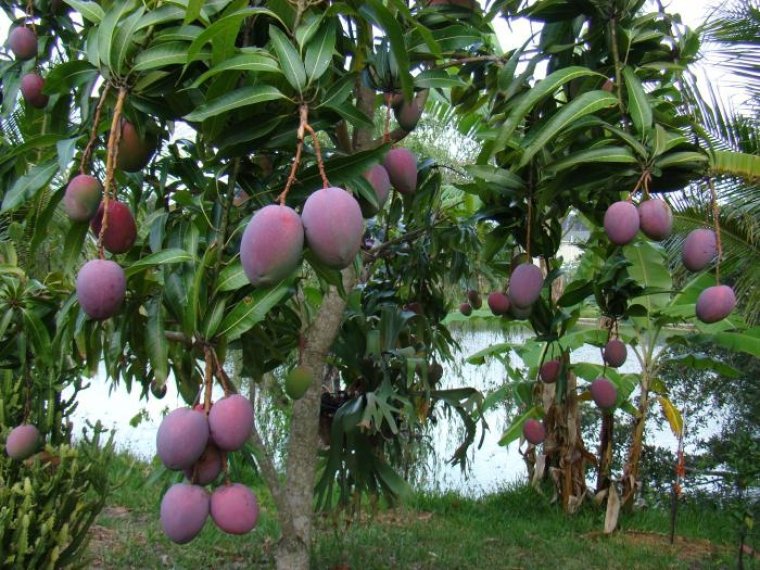 Манговое дерево  с плодами