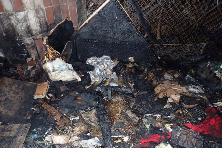 У Києві через пожежу у притулку для тварин загинули семеро котів (ФОТО)