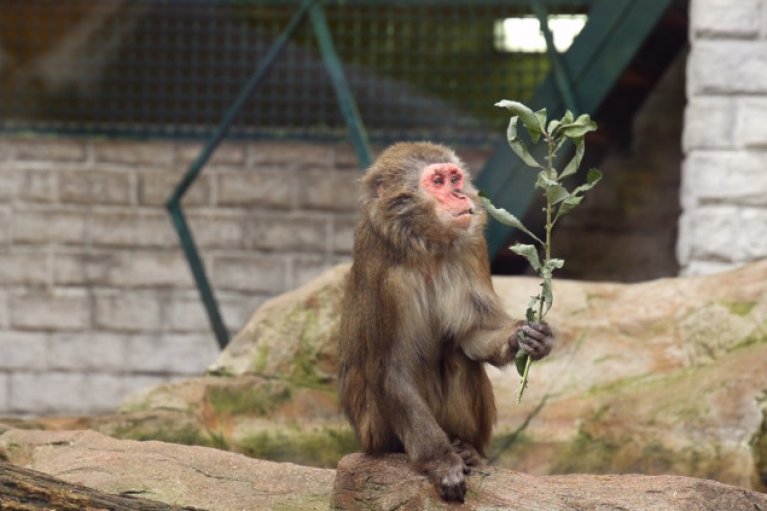 В світі з'явилася перша країна, яка закрила всі громадські зоопарки
