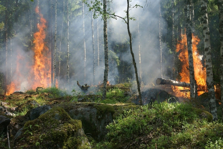 Вокруг оккупированного Северодонецка бушуют лесные пожары: у захватчиков не хватает сил на тушение