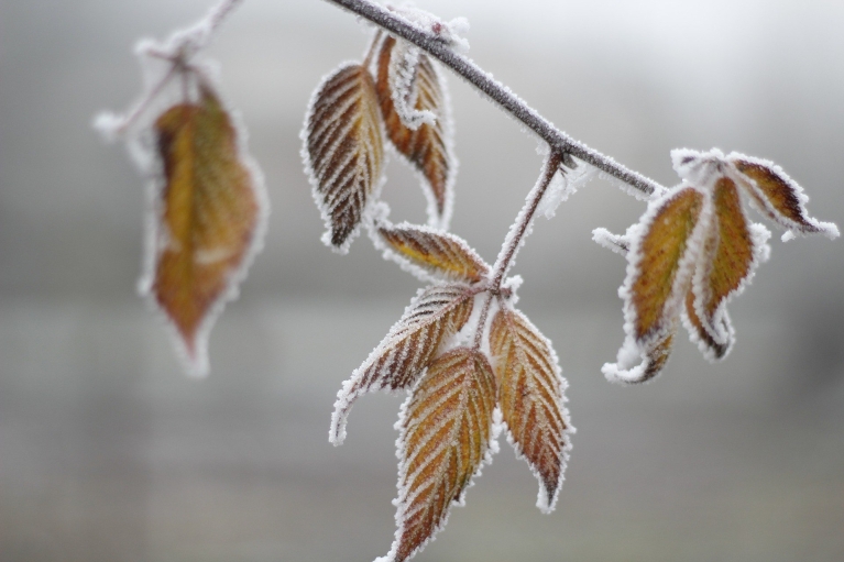 Погода в Україні на 1 грудня: Мороз та сильний вітер (КАРТА)
