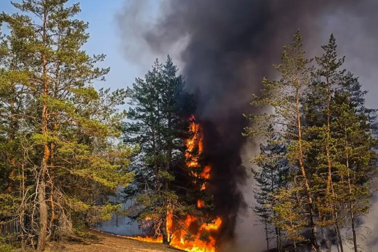 На Харківщині через російські обстріли палає понад 2300 га лісів