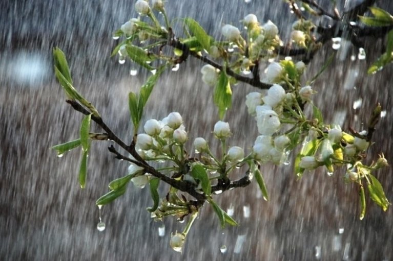 Погода в Украине 17 мая: переменная облачность, в некоторых областях дожди (КАРТА)