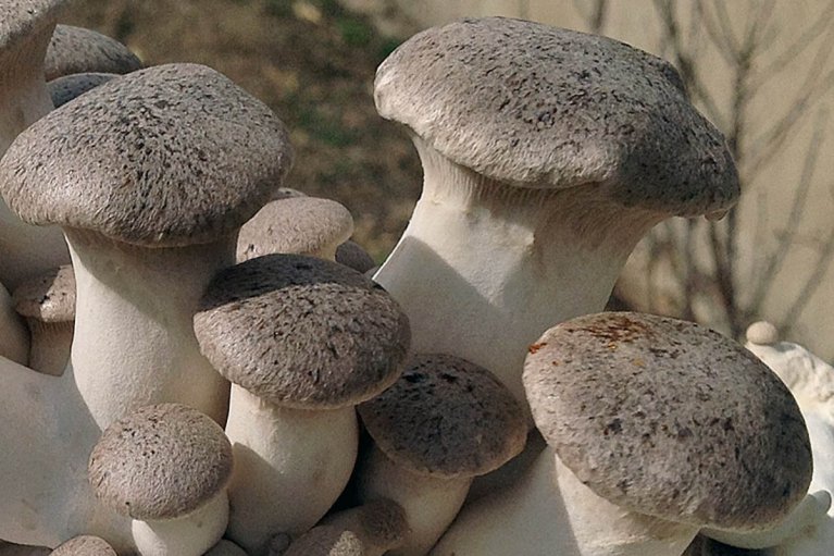 Эринги, вешенки Святого Николая. Что это за экзотические грибы и стоит ли их покупать