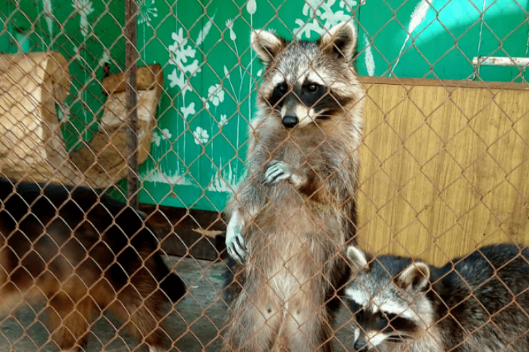 После подрыва Каховской ГЭС часть животных из зоопарка удалось спасти