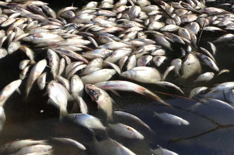 Экозащитник Александр Коваль о подрыве Каховской ГЭС: загрязнение Черного моря, гибель птиц, дельфинов и промысловой рыбы