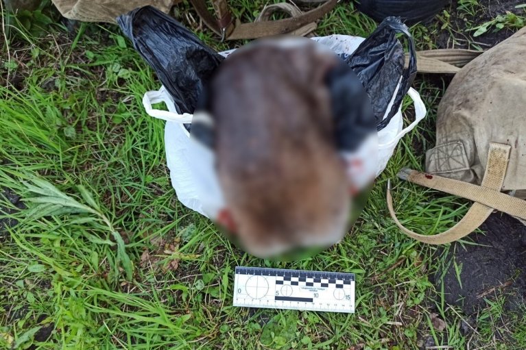 В Ровенской области поймали браконьеров с полными рюкзаками мяса убитого лося