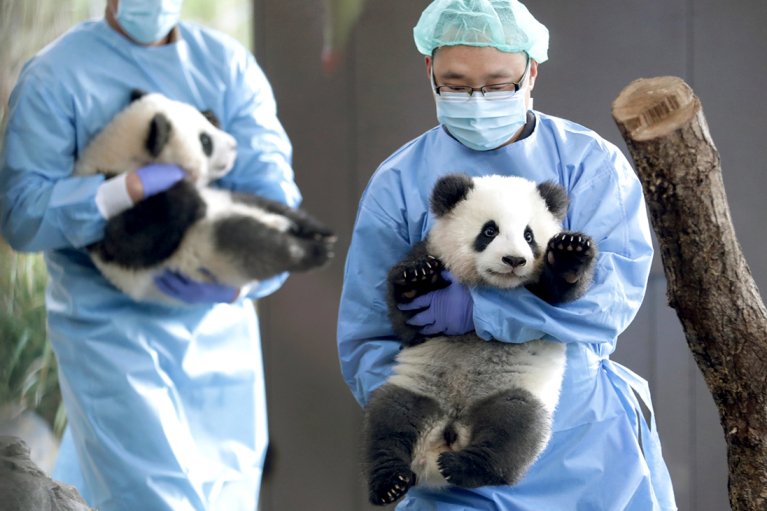 Не геополітика, а зоопарк: Китай вирішив забрати всіх панд із США