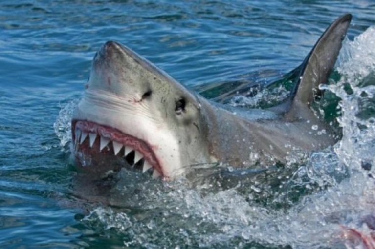 У Єгипті акула відкусила жінці кінцівки (ВІДЕО 18+)