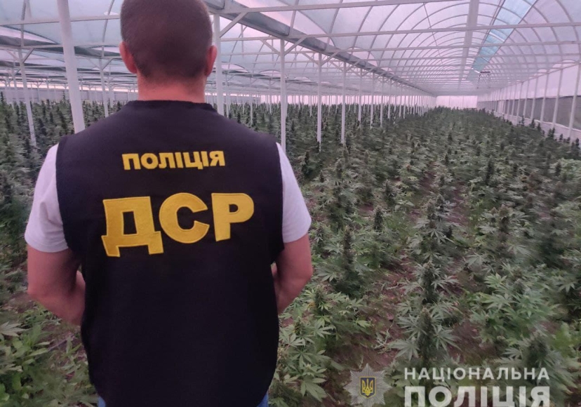 плантации конопли на украине