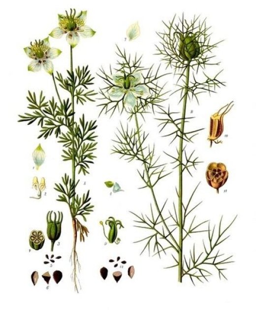 Чорнушка посівна. Ілюстрація із тритомного атласу лікарських рослин Köhler's Medizinal-Pflanzen, виданого в 1887 році
